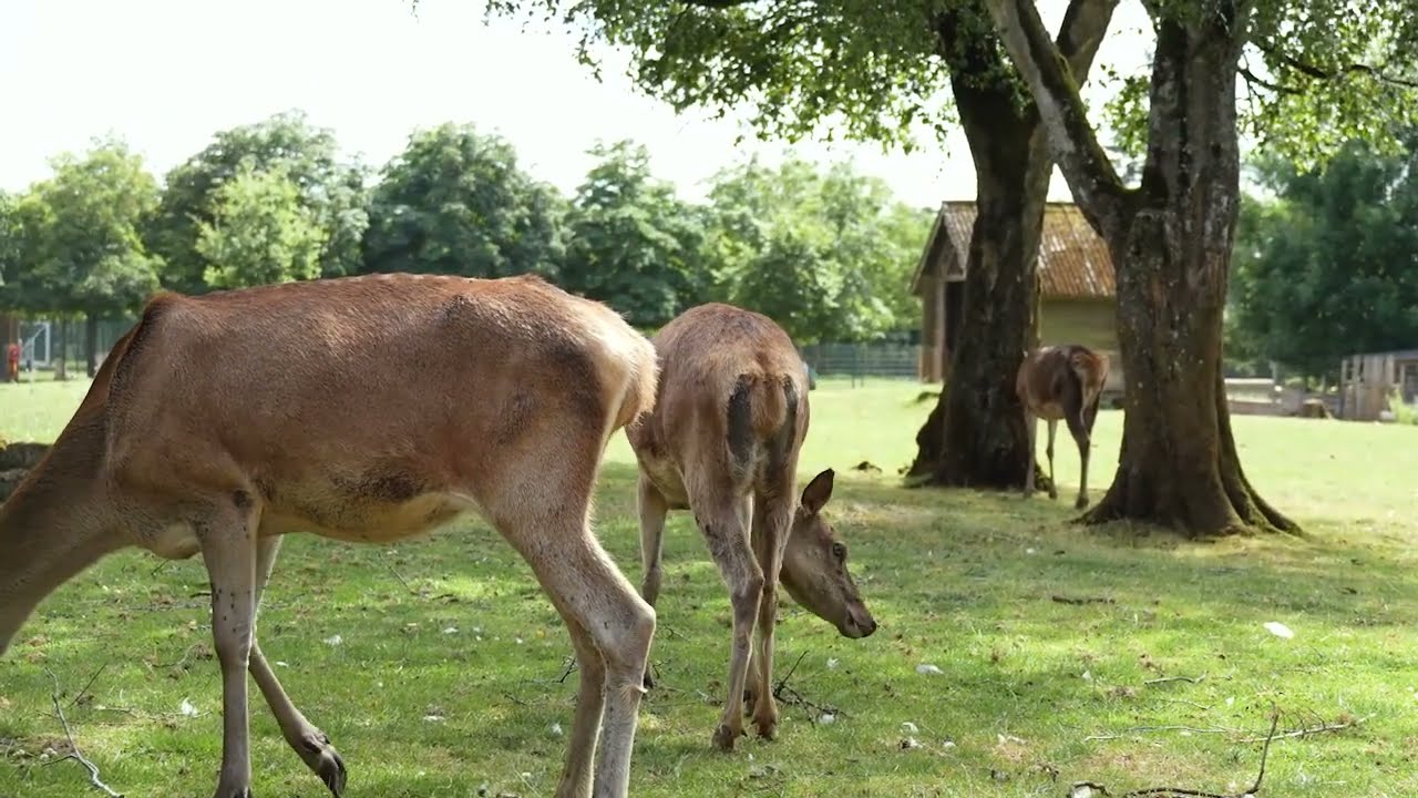 Lire la vidéo YouTube, voir légende ci-après